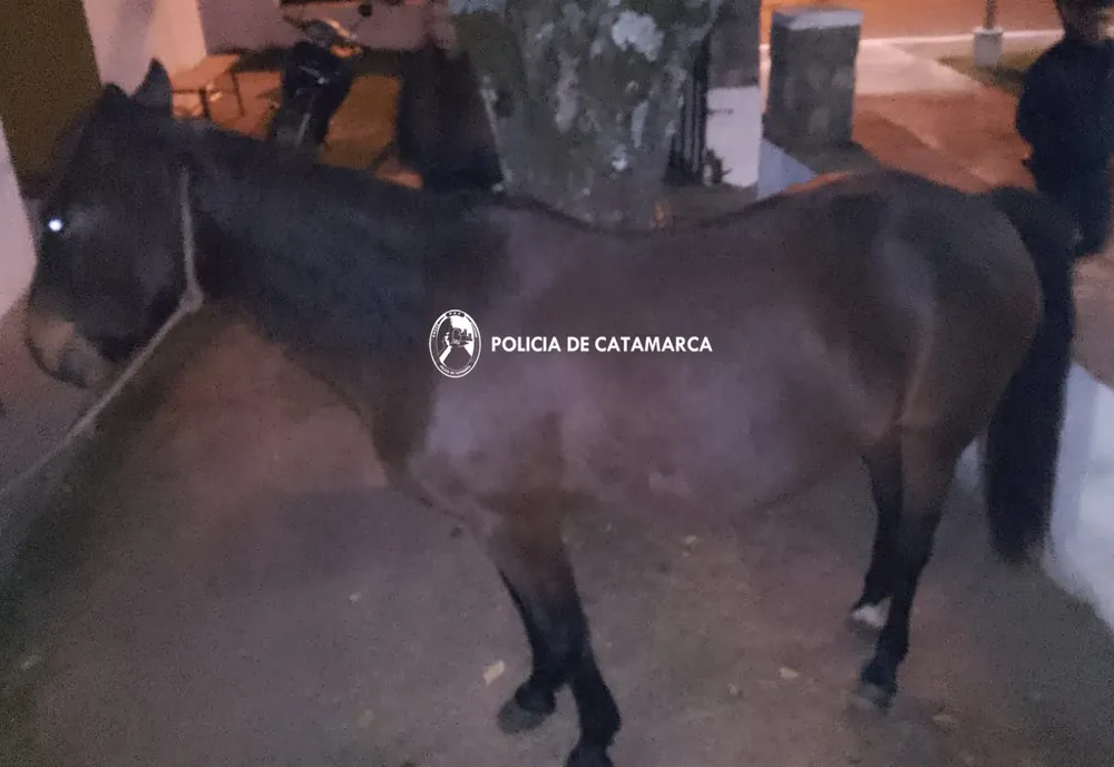 Animales sueltos El Alto (2)
