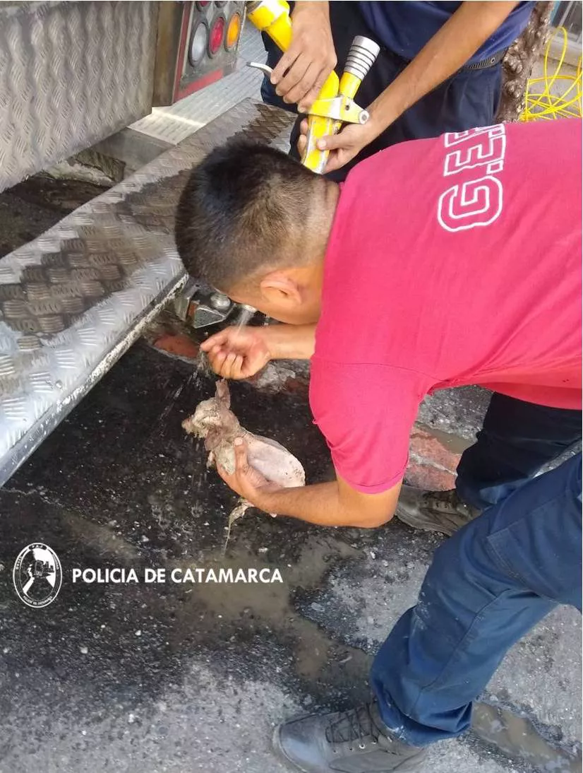 CAN RESCATADO- PRIMERA