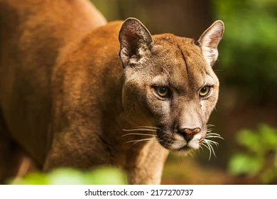 cougar-puma-concolor-mountain-lion-260nw-2177270737