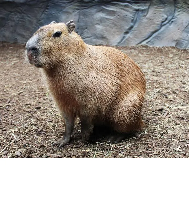 capibara