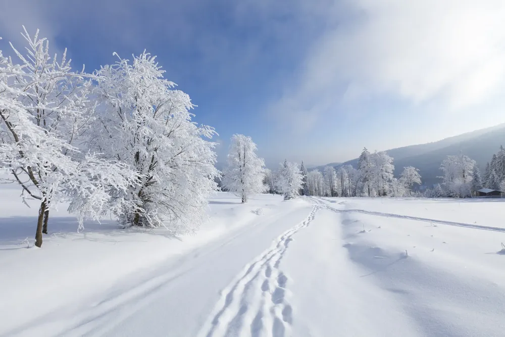 nieve