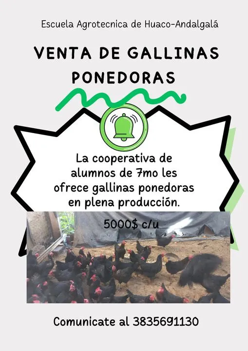 gallinas