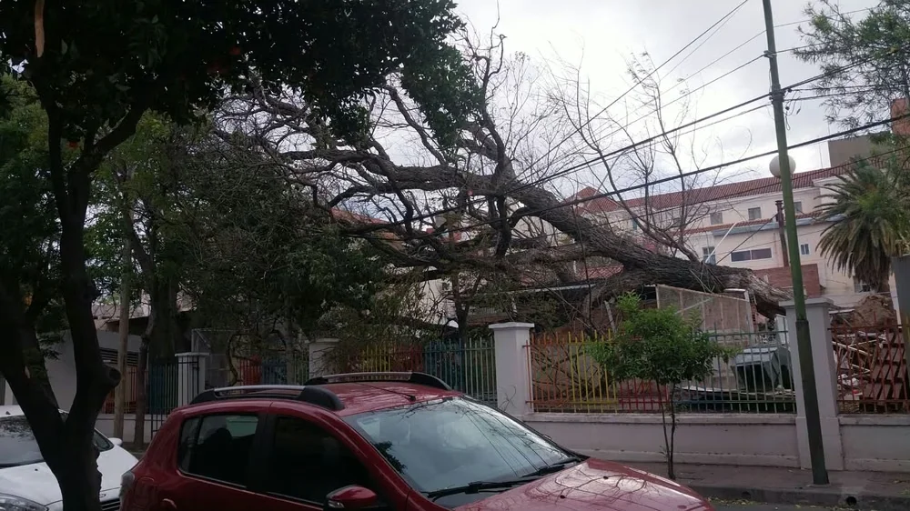 arbol hosp de niños