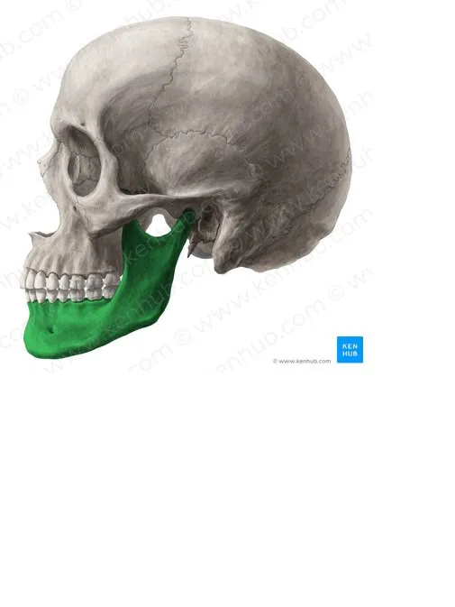 mandibula