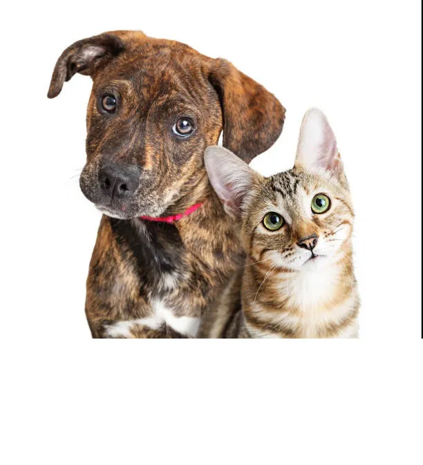 perro y gato