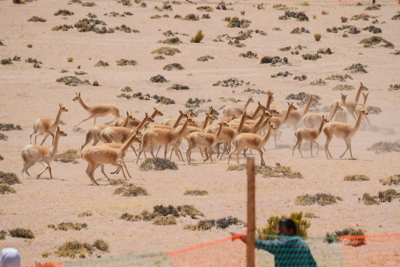 Comenzó la temporada de esquila de vicuñas (2)