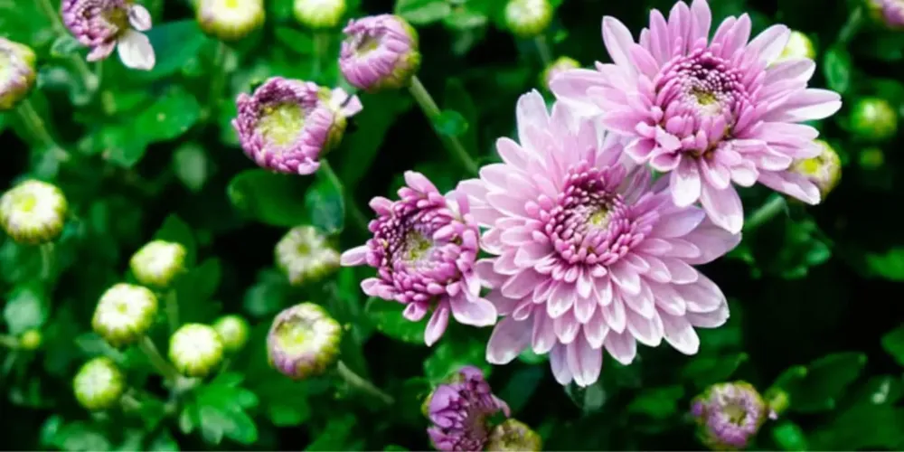 flores